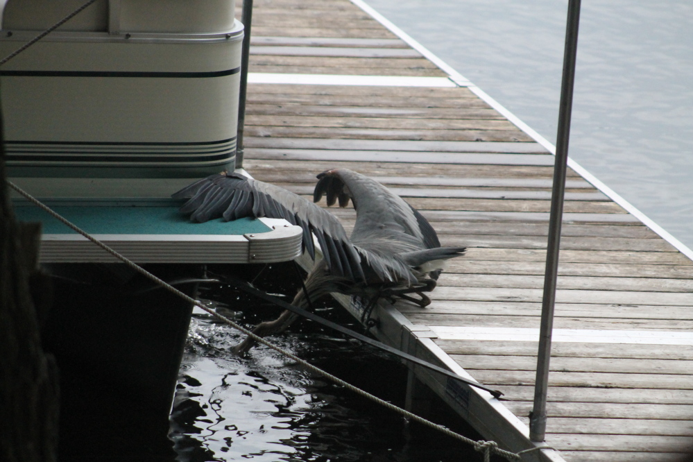 A Blue Heron catches a sunfish on a dock on Great Pond.