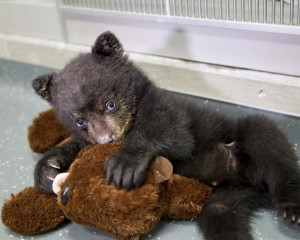 In this undated photo provided by the Oregon Zoo, a quarantined black bear cub plays with his stuffed otter toy at The Oregon Zoo in Portland. (AP Photo/Oregon Zoo, Carli Davidson)