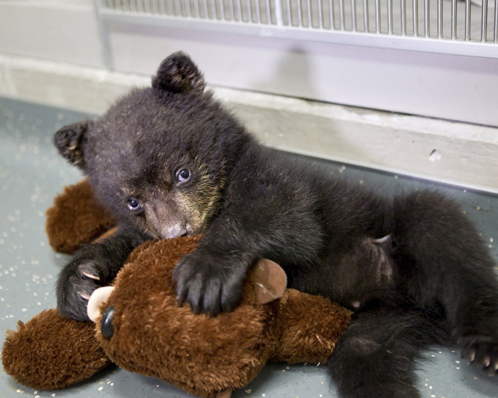 In this undated photo provided by the Oregon Zoo, a quarantined black bear cub plays with his stuffed otter toy at The Oregon Zoo in Portland. (AP Photo/Oregon Zoo, Carli Davidson)
