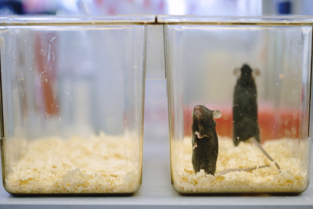 The Jackson Laboratory in Bar Harbor raises research mice, such as these pictured Thursday, which are genetically modified to allow research on degenerative disorders, such as ALS.