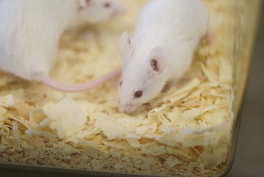 Research mice, such as this one pictured Thursday, are genetically modified to allow research on degenerative disorders, such as ALS, in the Jackson Laboratory in Bar Harbor.