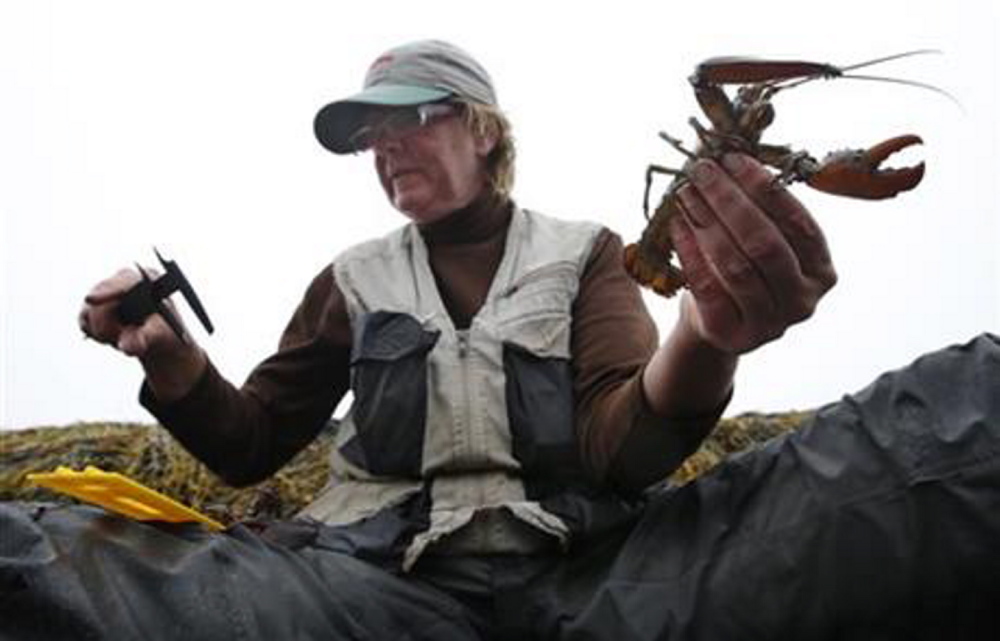 A  juvenile lobster is returned to the water by scientist Diane Cowan during a survey of the lobster population on the shore of Friendship.