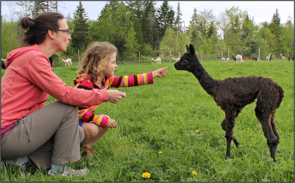 Amanda Jamison and daughter Hazel meet one of the youngsters at Bag End Suri Alpacas in Pittsfield, one of the optional farm stops available in Sebasticook Regional Land Trust’s Farm & Habitat Tour on Sept. 13.  D. Dutton photo