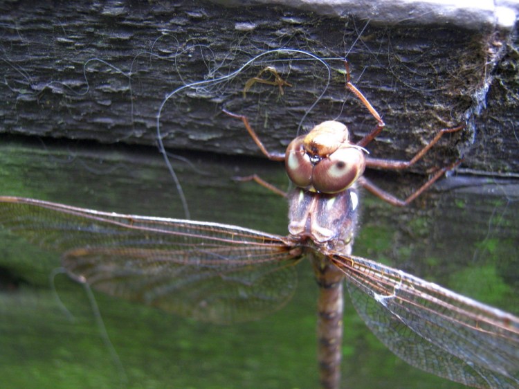 A dragonfly clinging in death to the side of the deck in Troy.