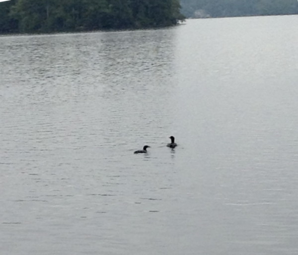 The young loon and one parent swim on Lake Cobbossee.