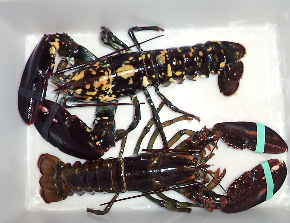A calico lobster, top, sits alongside a normal lobster in a bin at Bethel Bait Tackle & More in Bethel.