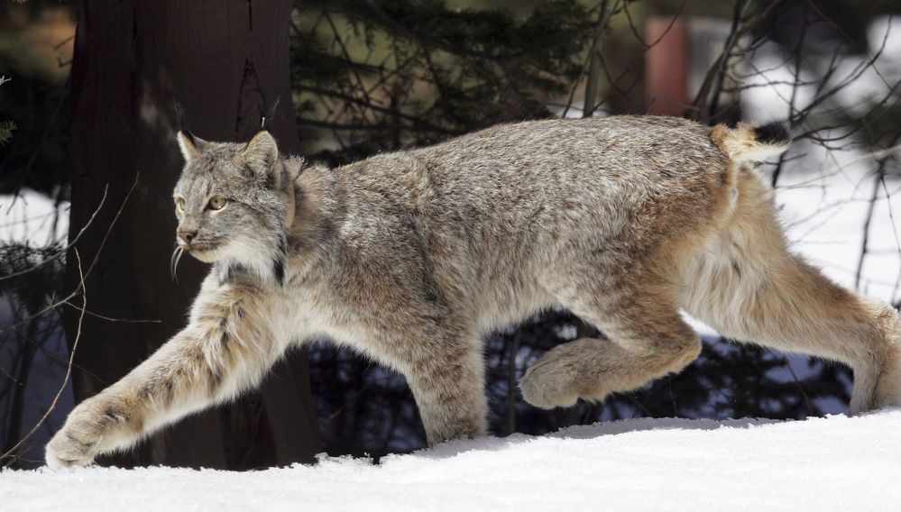 Protections for Canada lynx have been expanded to include New Mexico.