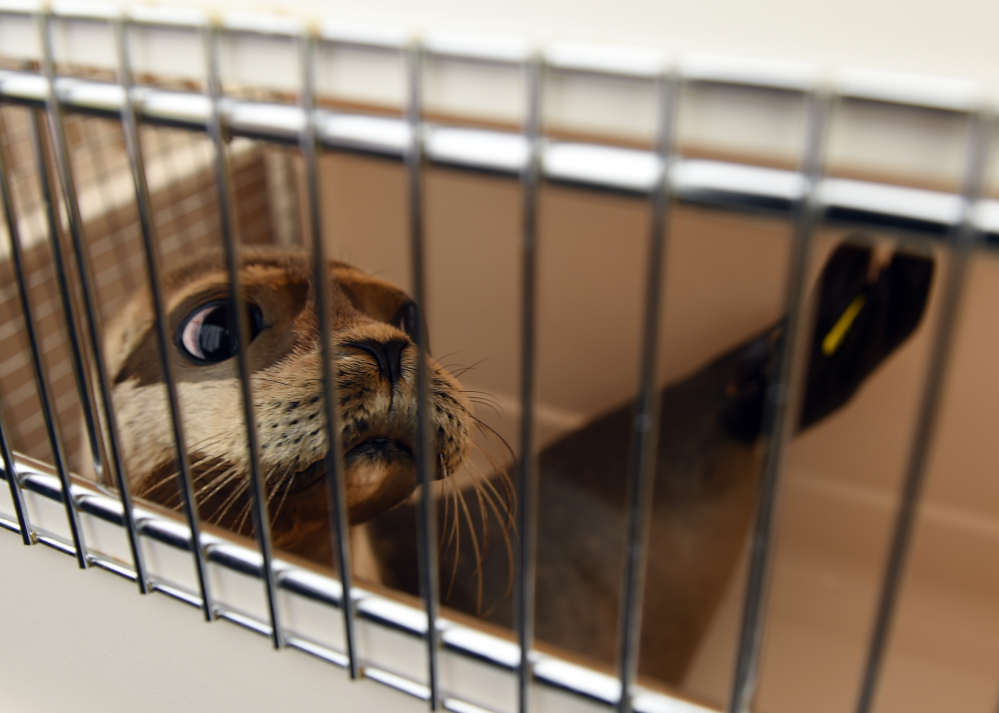 Bullwinkle, one of four harbor seal pups being released by the Mystic Aquarium’s seal stranding team, peers out of her carrier prior to the release at Blue Shutters Beach in Charlestown, R.I., on Thursday.
