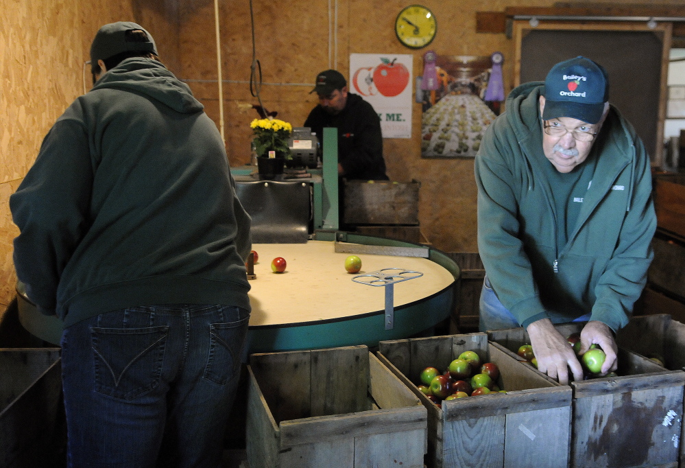 Rodney Bailey, right, sorts apples on Apple Sunday with his son, Mark, center, and daughter, Margo, at the family’s Whitefield orchard.