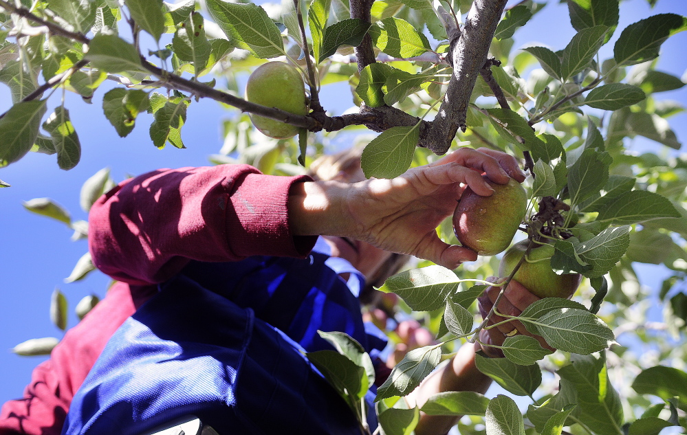 Carole Cifrino of Whitefield picks an apple on Apple Sunday at Bailey’s Orchard in Whitefield.