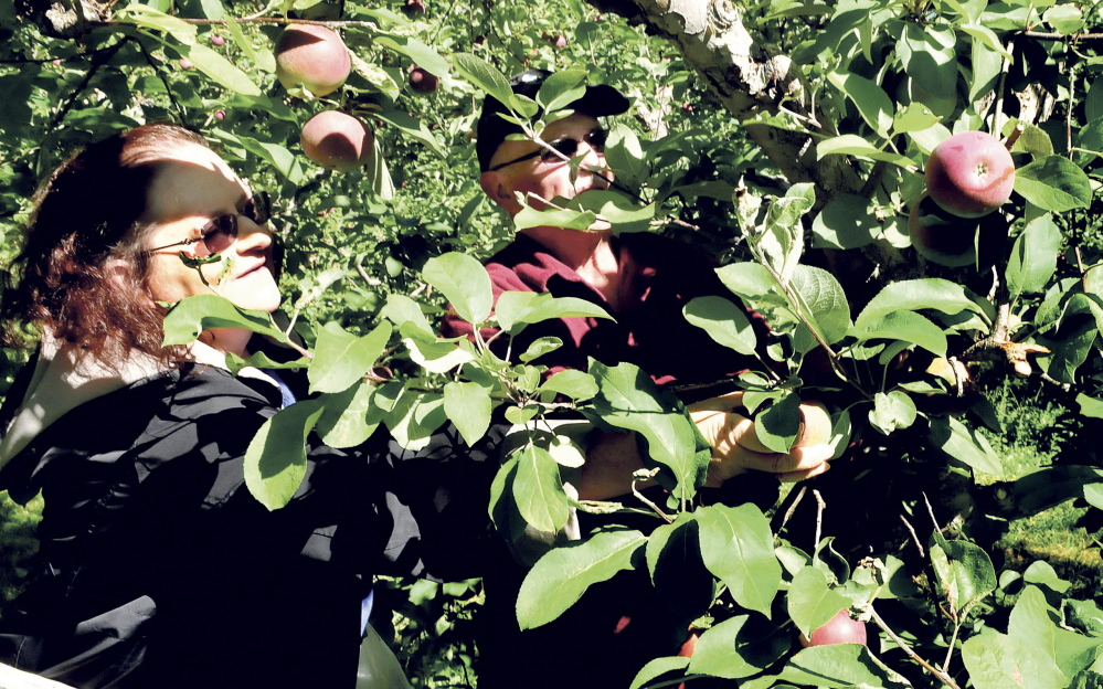 Stephanie and Gary Cobb, of Madison, pick a bag full of apples at North Star Orchards in Madison during the statewide Maine Apple Sunday event.