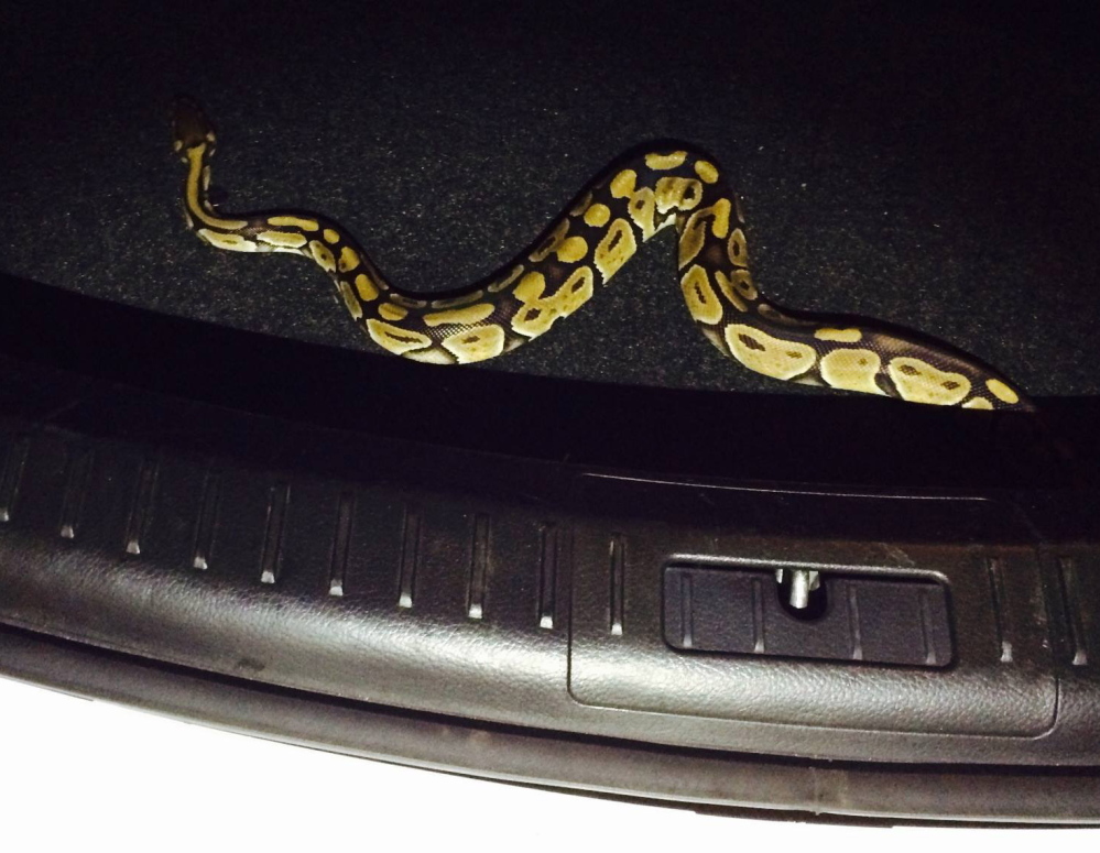 A non-poisonous ball python hitched a ride to Maine with two women who rented a car in Boston.