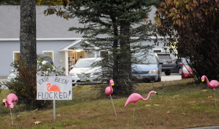 A flock of plastic pink flamingos stalks the lawn at Dance Unlimited in Augusta Monday. The Cony High School class of 2015 Project Graduation is placing flocks on lawns for a donation.