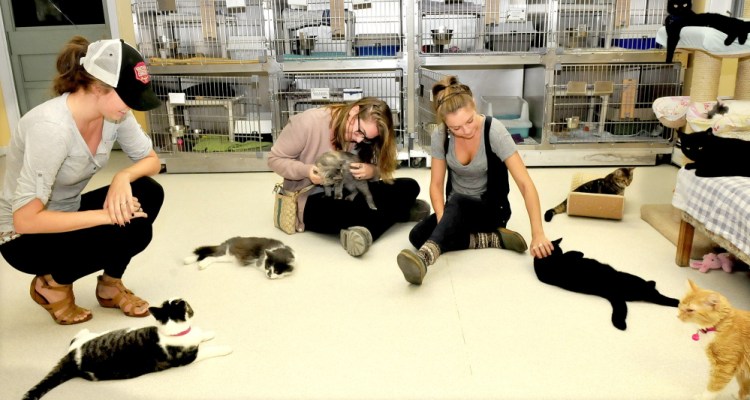 The Franklin County Animal Shelter has opened after being closed for two weeks because of a virus. Looking over cats available for adoption Monday are, from left, Thaley Halpin, Maggie Pearson and volunteer Mallory Lewis.