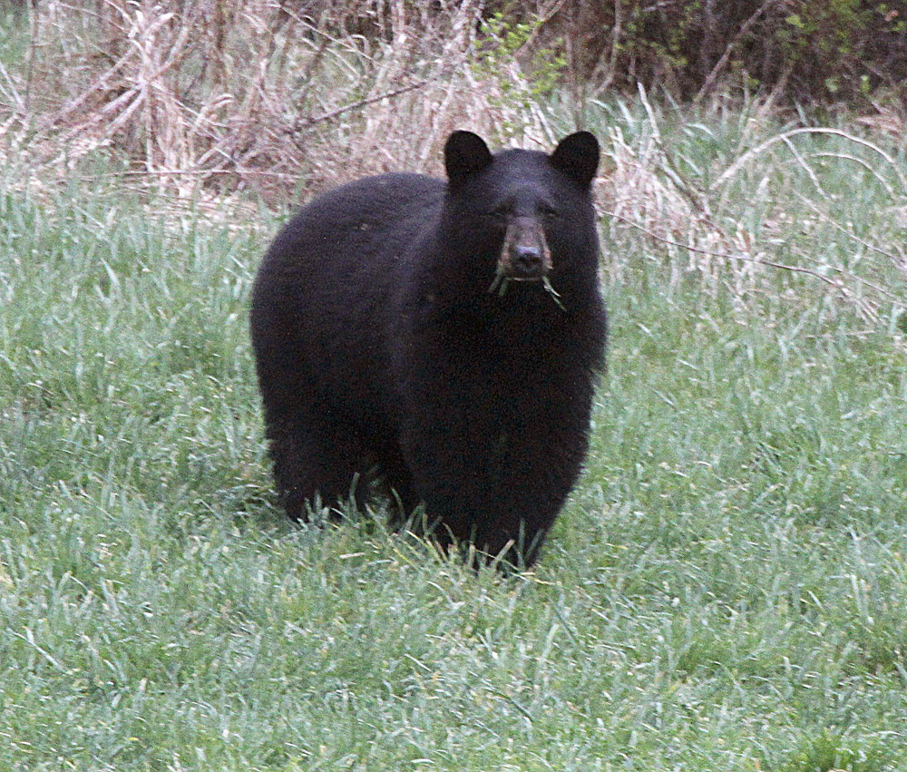 A referendum on the Nov. 4 ballot asks voters whether they want to ban certain bear-hunting practices, including the use of bait, traps and dogs to hunt black bear. 
