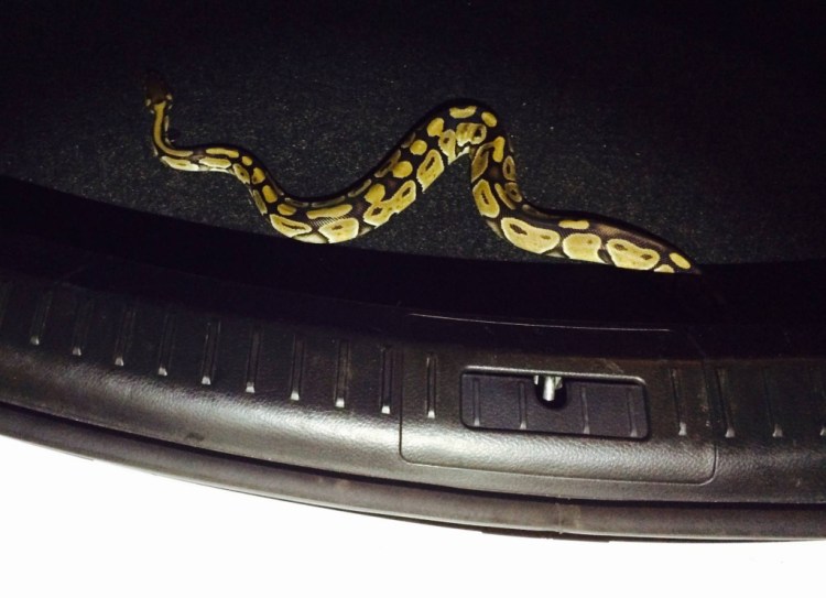 This ball python was found in the trunk of a rental car in Kennebunk. Kennebunk Police Department photo.