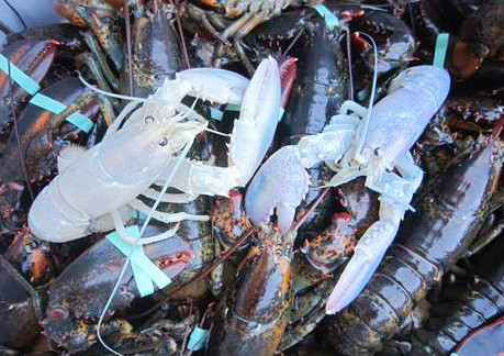 The two albino lobsters being held at Owls Head Lobster Co. are destined for new homes: One will go to the Maine State Aquarium in Boothbay Harbor. The other will go to Brooks Trap Mill, a Thomaston lobstering supply store with a tank full of marine life. Courtesy photo