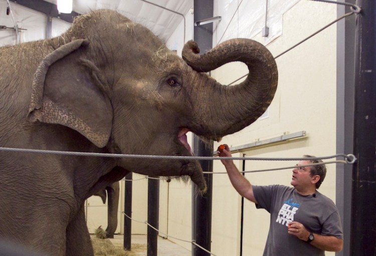 In this 2012 file photo, Jim Laurita, executive director of Hope Elephants, feeds a carrot to one of the two retired circus elephants at his not-for-profit rehabilitation and educational facility in Hope, Maine. The Associated Press