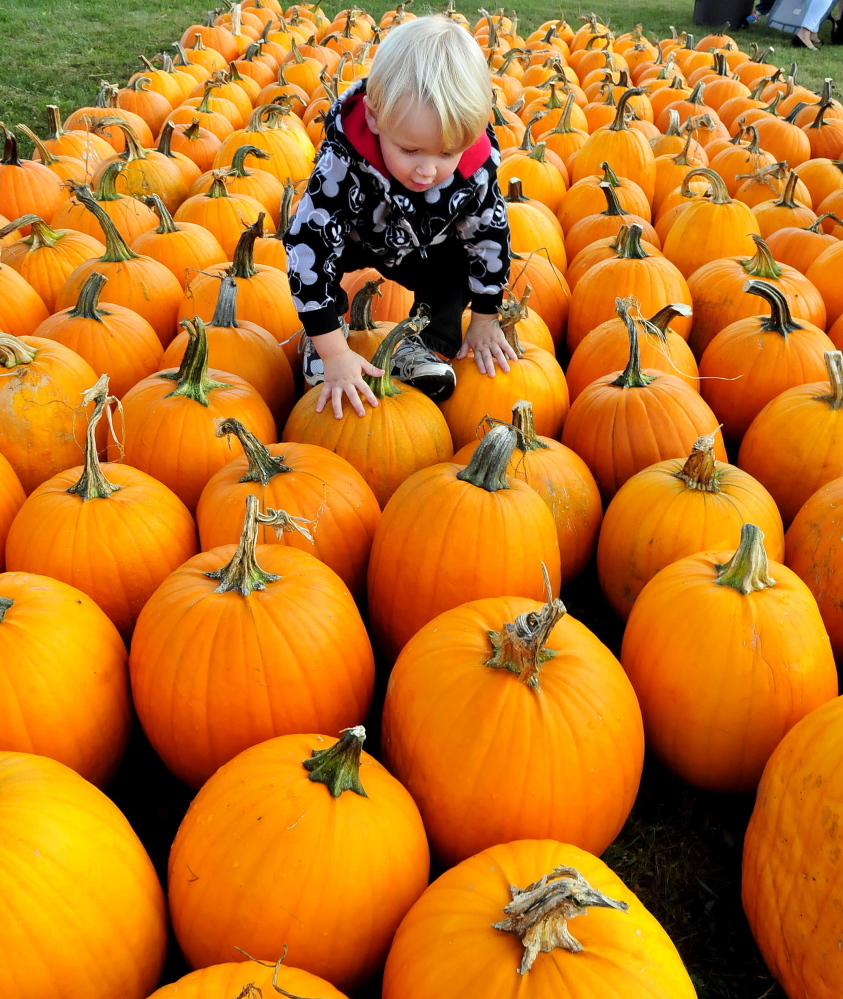 Gabriel Sweetland climbs over scores of pumpkins while picking one out to carve during the Harvest Festival in Waterville on Sunday.