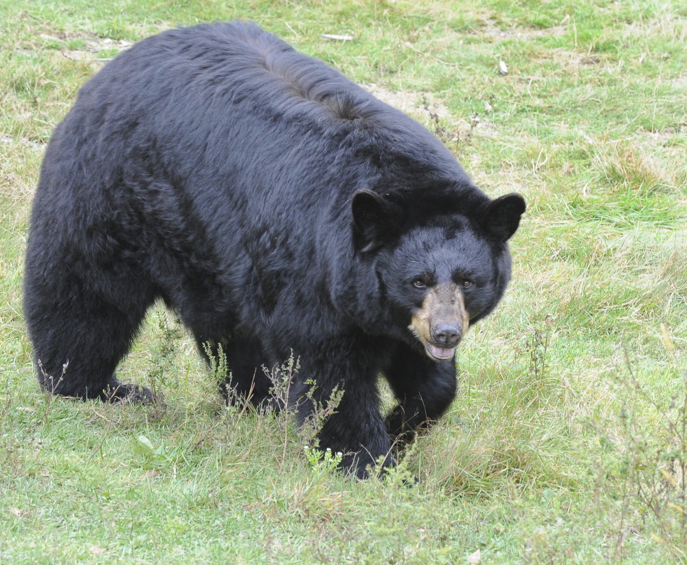 A lawsuit accuses the Maine Department of Inland Fisheries and Wildlife of using taxpayer money to campaign against a ballot initiative on bear baiting.