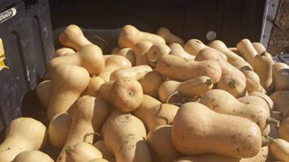 A load of butternut squash delivered to Spectrum Generations will be processed for use in area school lunch programs.