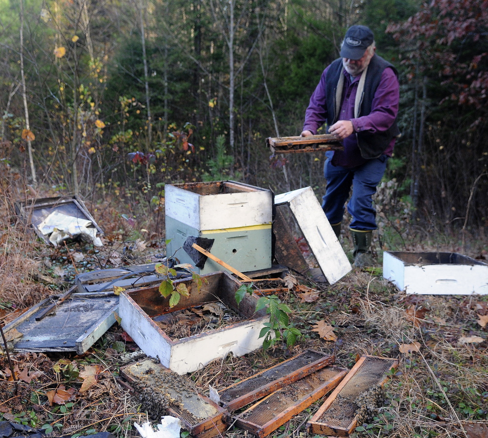 Beekeeper Tony Bachelder picks up pieces of a hive Tuesday that a black bear destroyed at Stevenson’s Strawberries in Wayne.