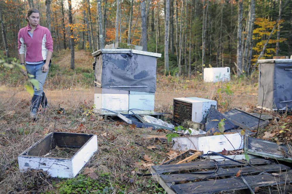 Stevenson Farm worker Alice Berry surveys the damage a black bear did to a beehive at the Wayne strawberry farm. Beekeeper Tony Bachelder said bears will keep returning to a colony of bees once they discover honey the insects are storing.