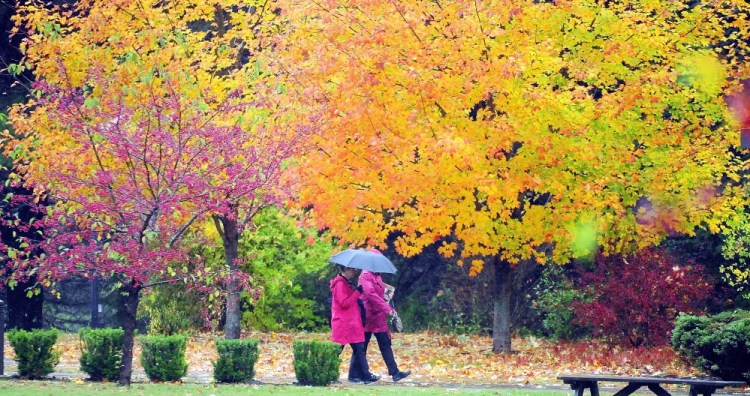 Two people walk past brightly colored fall foliage as they cut across the University of Maine at Augusta campus on Thursday as a nor’easter blasts the state with wind and rain.