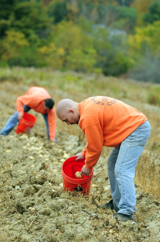 Joe Phelan/Staff Photographer
Kennebec County Correctional Facility inmates Ronald Moody II and Anthony Williams pick potatoes in Augusta. Food grown by the Kennebec County Restorative Community Harvest program is donated to schools and food banks.