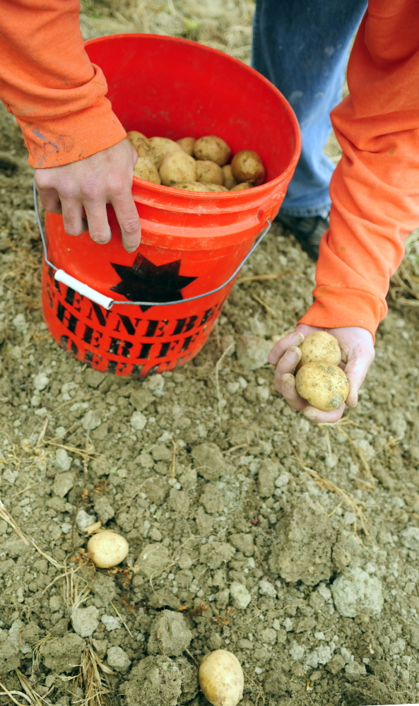 Joe Phelan/Staff Photographer
A Kennebec County Correctional Facility inmate picks potatoes.