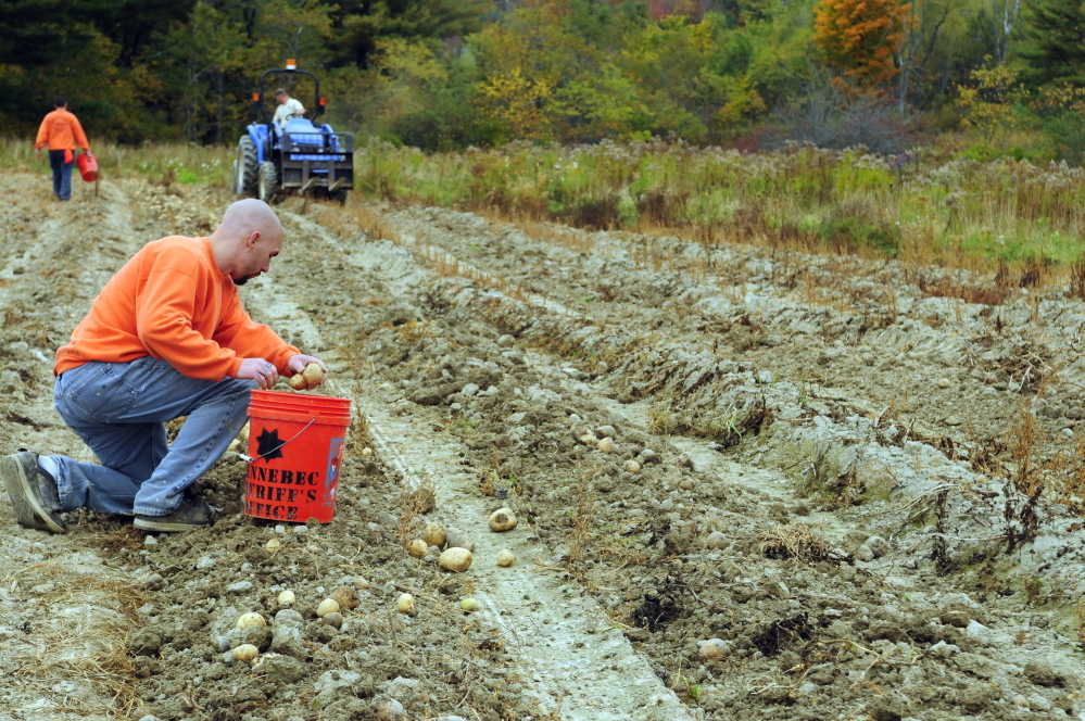 Joe Phelan/Staff Photographer
Kennebec County Correctional Facility inmates Anthony Williams picks potatoes.