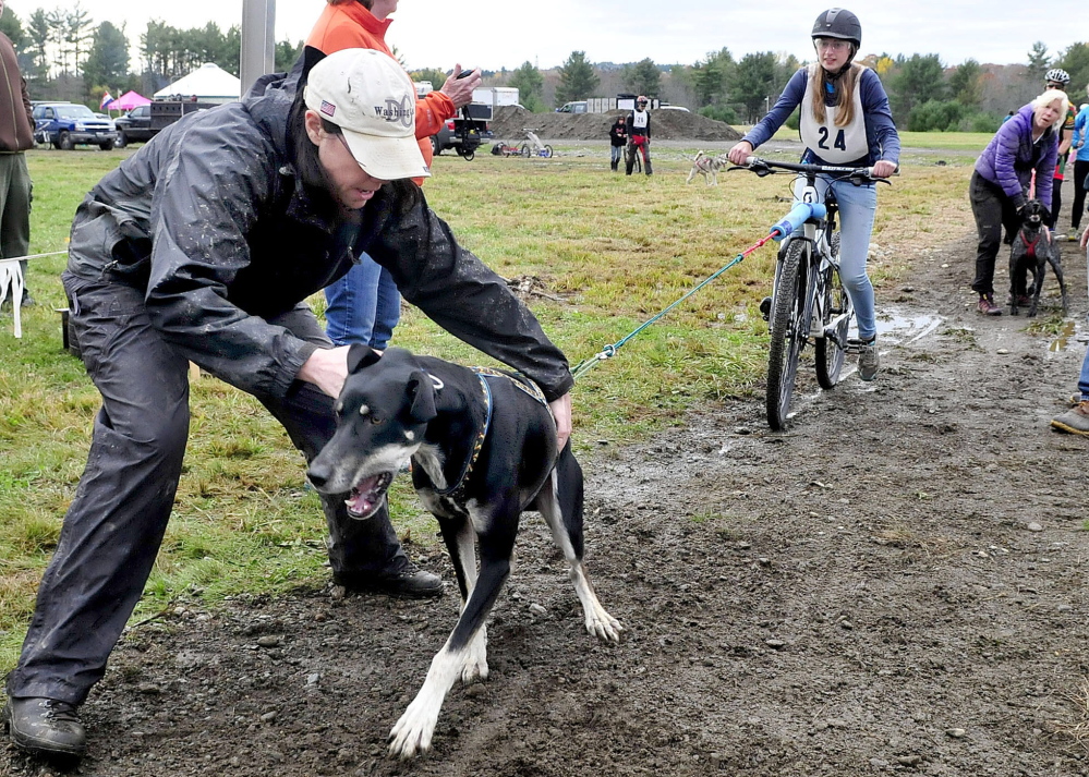 Co-organizer Jocelyn Bradbury tries to restrain sled dog Ullr as rider Melissa Murphy waits for the start at a Central Maine Dryland Challenge wheeled dog sled race at the Quarry Road Recreation Center in Waterville on Sunday.