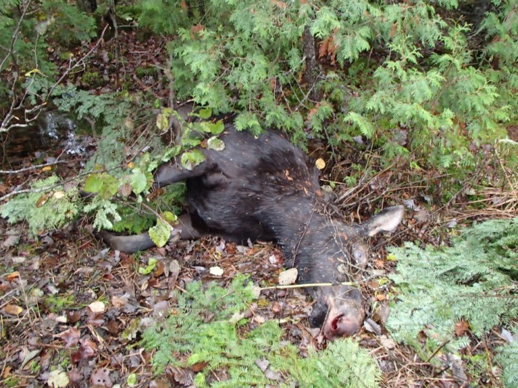 Female moose that the Maine Warden Service says was illegally killed in northern Somerset County. A $2,500 reward has been offered for information leading to the “arrest and/or prosecution” of the person or persons responsible.