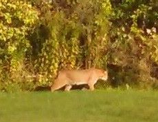 A Scarborough woman took a photograph of this animal wandering through her backyard on Sept. 26. Courtesy photo
