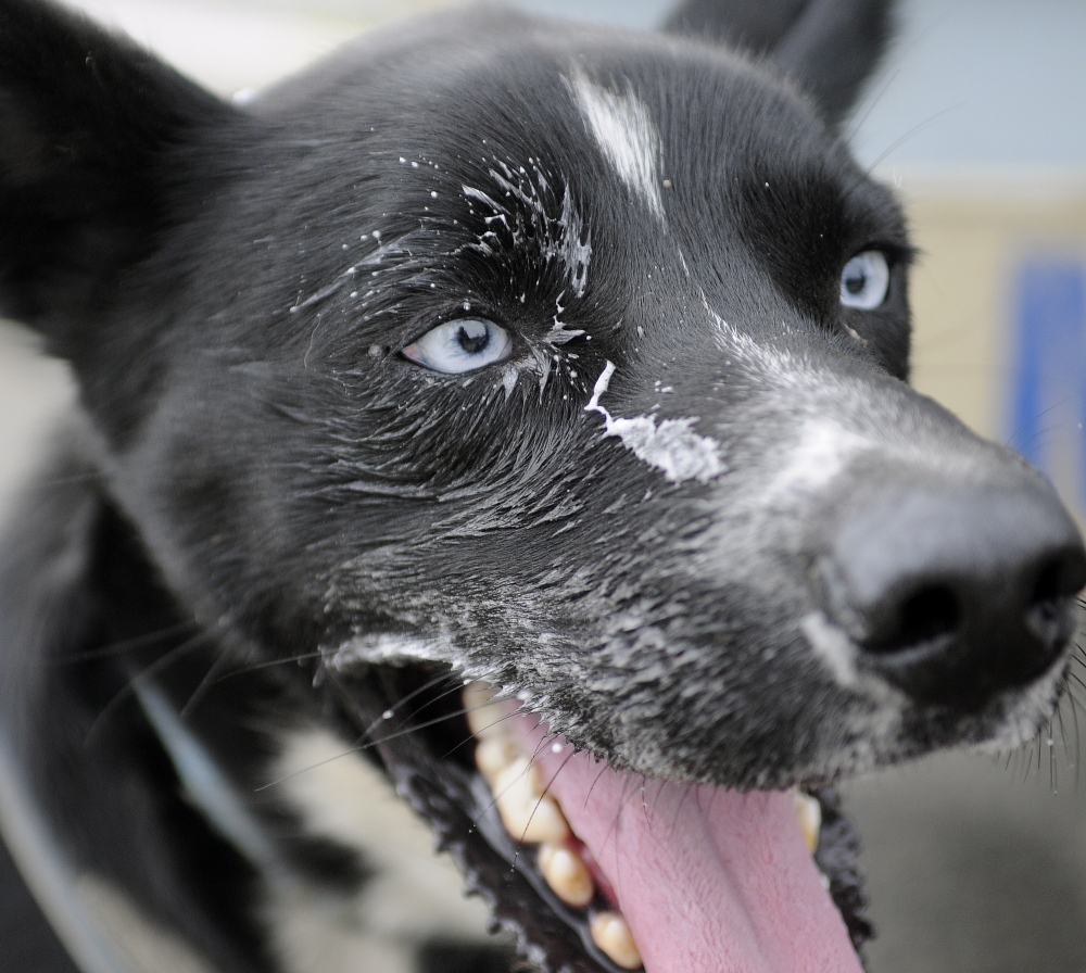 A sled dog cools off Sunday after racing at the Viles Arboretum in Augusta during the Highlands Sled Dog Club’s race.