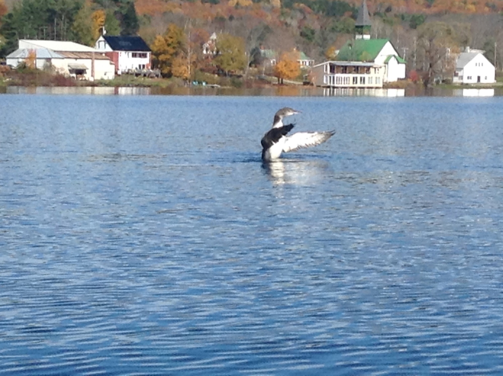 Photo by Kathleen Farrin
While kayaking on Minnehonk Lake in Mount Vernon a loon locals called “Sleepy,” because he had a habit of swimming up to docks and napping in the sun, was caught stretching his wings after diving for food.