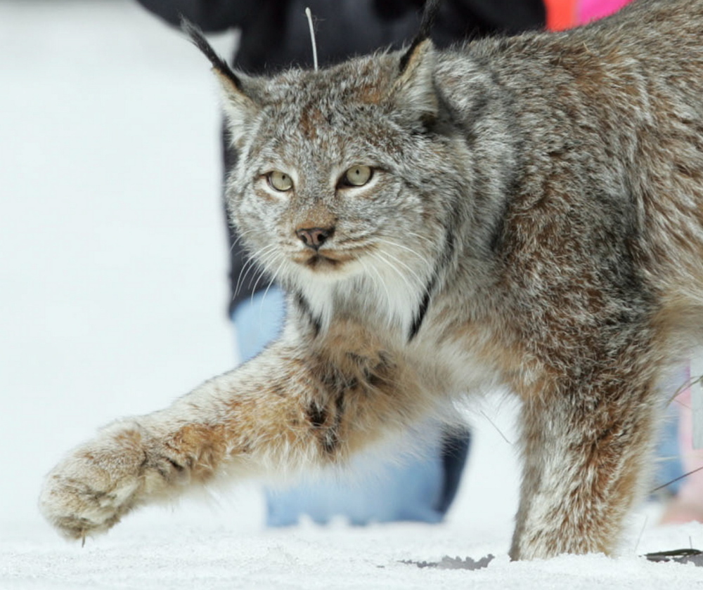 Federal permit to trap Canada lynx in Maine may spawn lawsuit