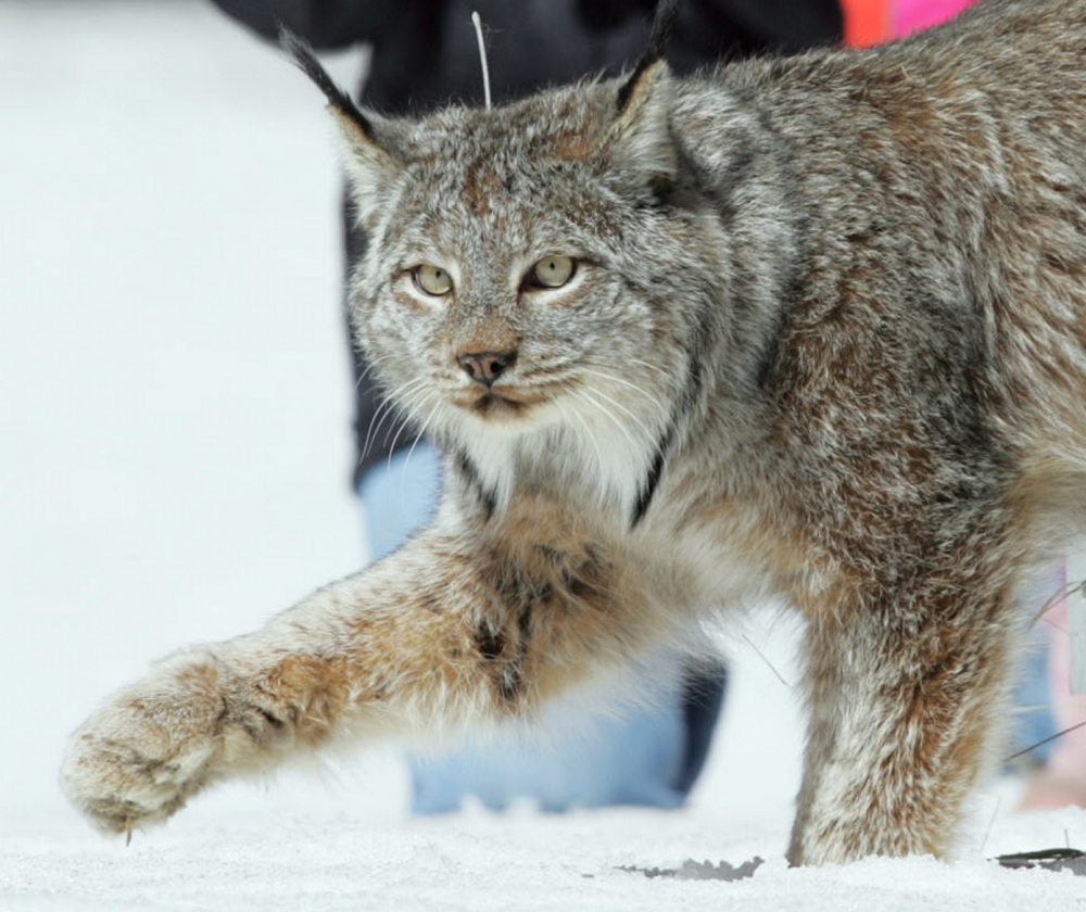 Maine is home to the East Coast’s only sizable breeding population of Canada lynx, a threatened species. 2005 Associated Press file