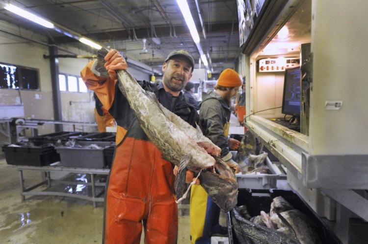 Nate Dunford holds a large cod fish at the Portland Fish Exchange on Commercial Street. Deep quota cuts in the cod catch go into effect Friday. 2014 Press Herald File Photo/John Ewing
