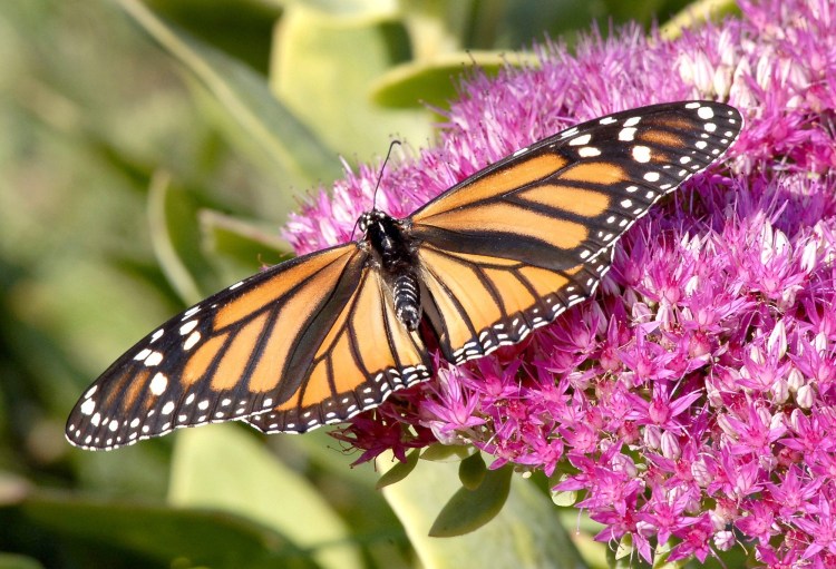 Monarch butterflies, like this one in a Gorham garden, have migrated to Mexico in healthy numbers this year. 2009 Press herald File Photo/John Patriquin