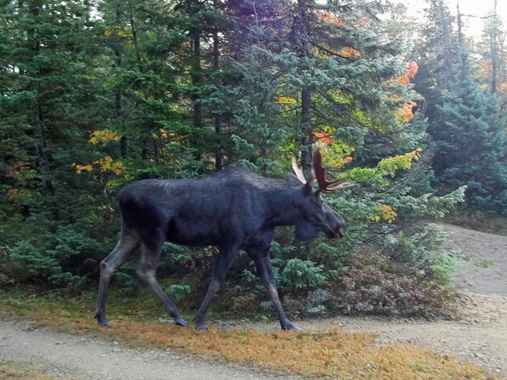 New England’s autumn moose hunting tradition is attracting fewer prospective hunters as the animals’ populations decline and sportsmen lose patience with the long odds of getting a coveted permit.
