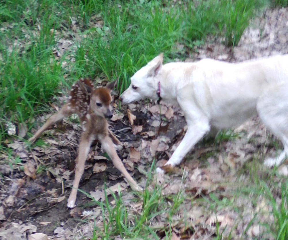 Photo by Denise Green 
 This little guy surprised a familiies dogs while they were walking around a trail in Wayne near their home. Sheba wanted a closer look. The group walked away peacefully and the fawn was gone the next day.