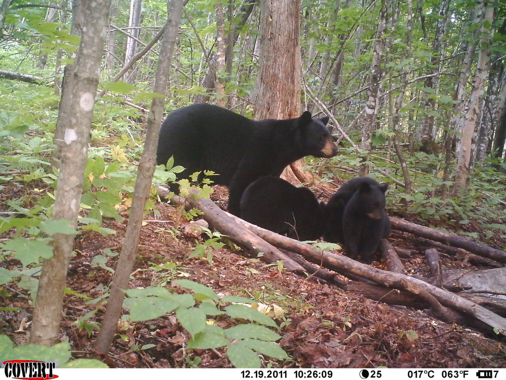 Photo contributed by David Kahl 
 A family of black bear are caught on a trail camera in North East Carry.