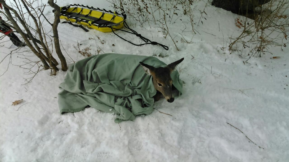 A fawn was rescued Tuesday morning from the Kennebec River by the Skowhegan Fire Department rescue team and state game wardens.