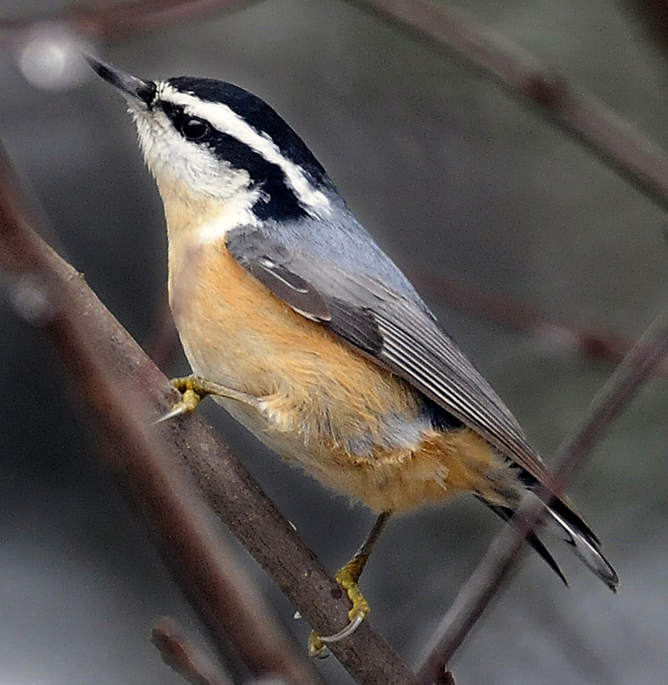 A red-breasted nuthatch perches on a limb in Farmingdale during the annual Christmas Bird Count on Sunday.