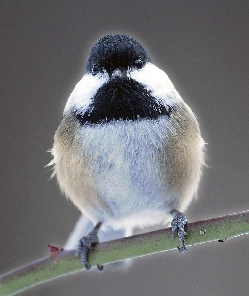 A black-capped chickadee perches Sunday on a limb in Farmingdale during the annual Christmas Bird Count on Sunday.