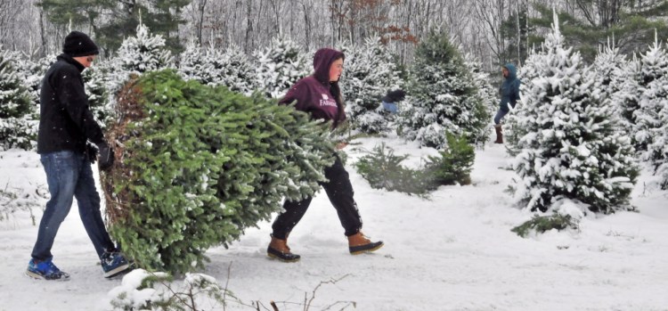 Nick Menice, left, and Molly Menice carry a tree their father, Paul Menice, cut down in the tree lot at Frederickson’s Tree Farm in Monmouth on Saturday.