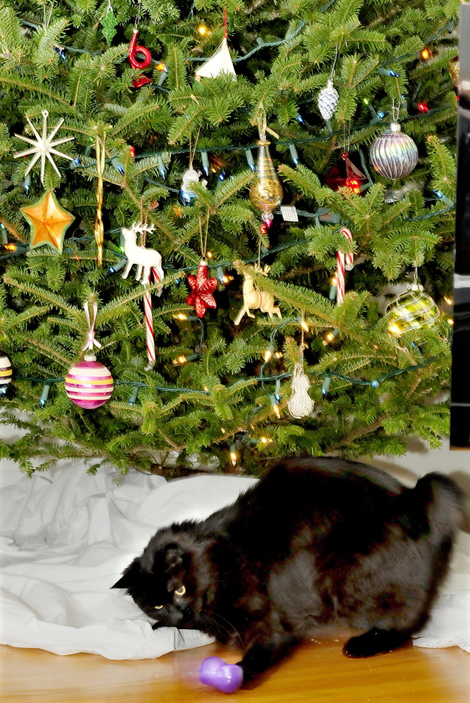 Staff photo by David Leaming
Pip the cat bats a Christmas ornament that he knocked off a tree at the Amy Calder home in Waterville.