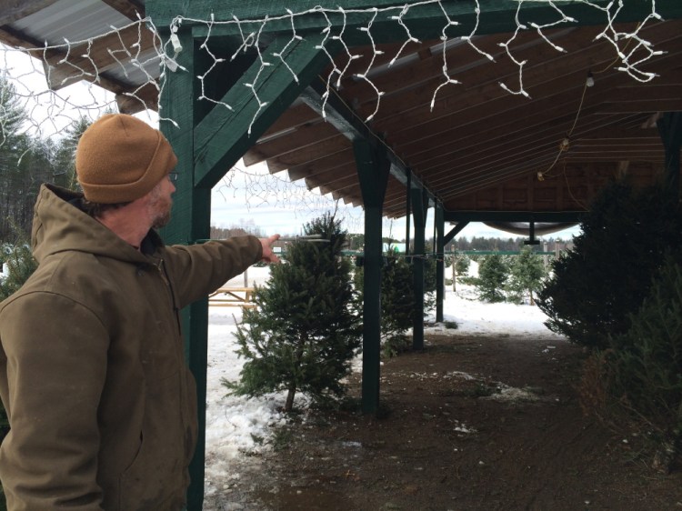 Todd Murphy, owner of Trees to Please in Norridgewock, points to the spot where he says about a dozen trees were stolen overnight Saturday. “We know theft is going on. and we’re trying to control it. It feels bad,” he said.