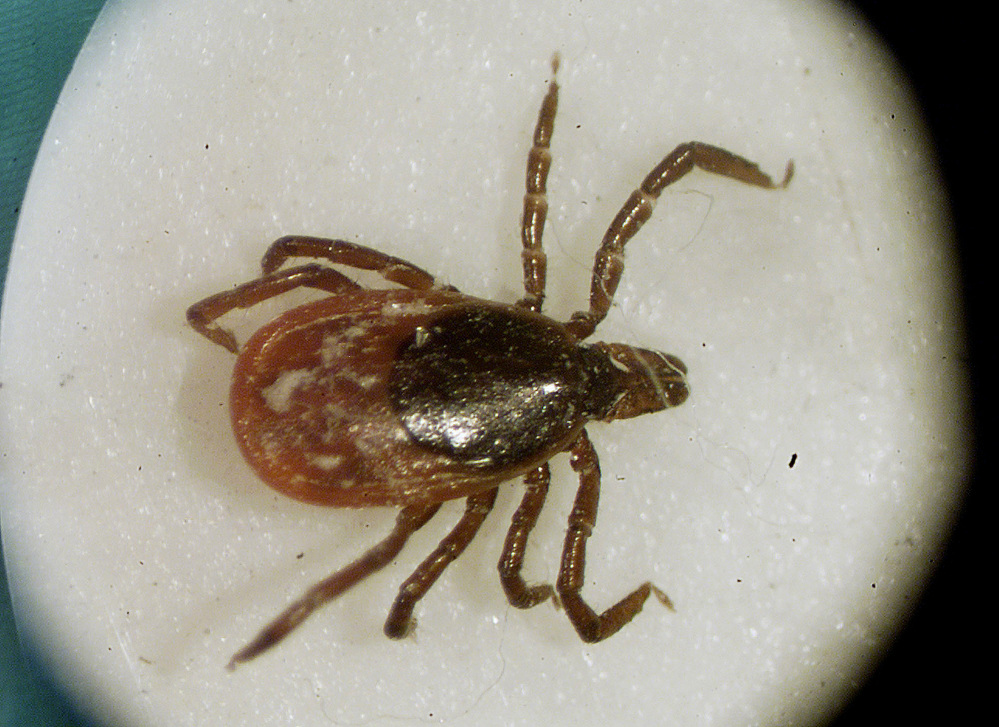 A March 2002 deer tick under a microscope in the entomology lab at the University of Rhode Island in South Kingstown, R.I.  Maine is likely to exceed last year’s record of 1,384 cases of the tick-borne illness, said Sheila Pinette, director of the state’s Center for Disease Control and Prevention.